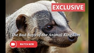 Honey Badgers: The Bad Boys of the Animal Kingdom