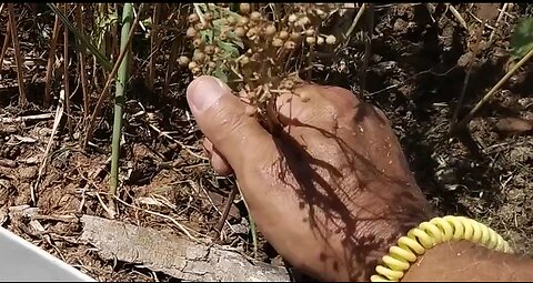 Harvesting Cilantro Seeds (Coriander)