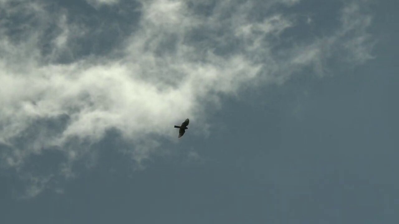 Hawk Watch - Acadia National Park