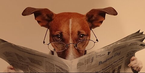 Funniest Animal Videos