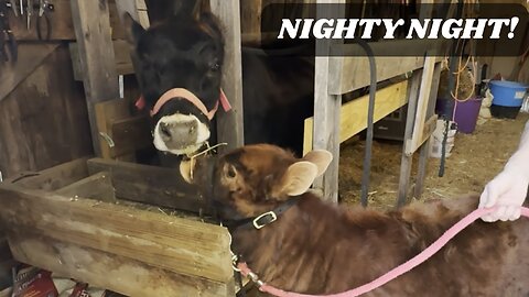 Bedtime Routine: Tucking in our Dairy Cow and her Calf