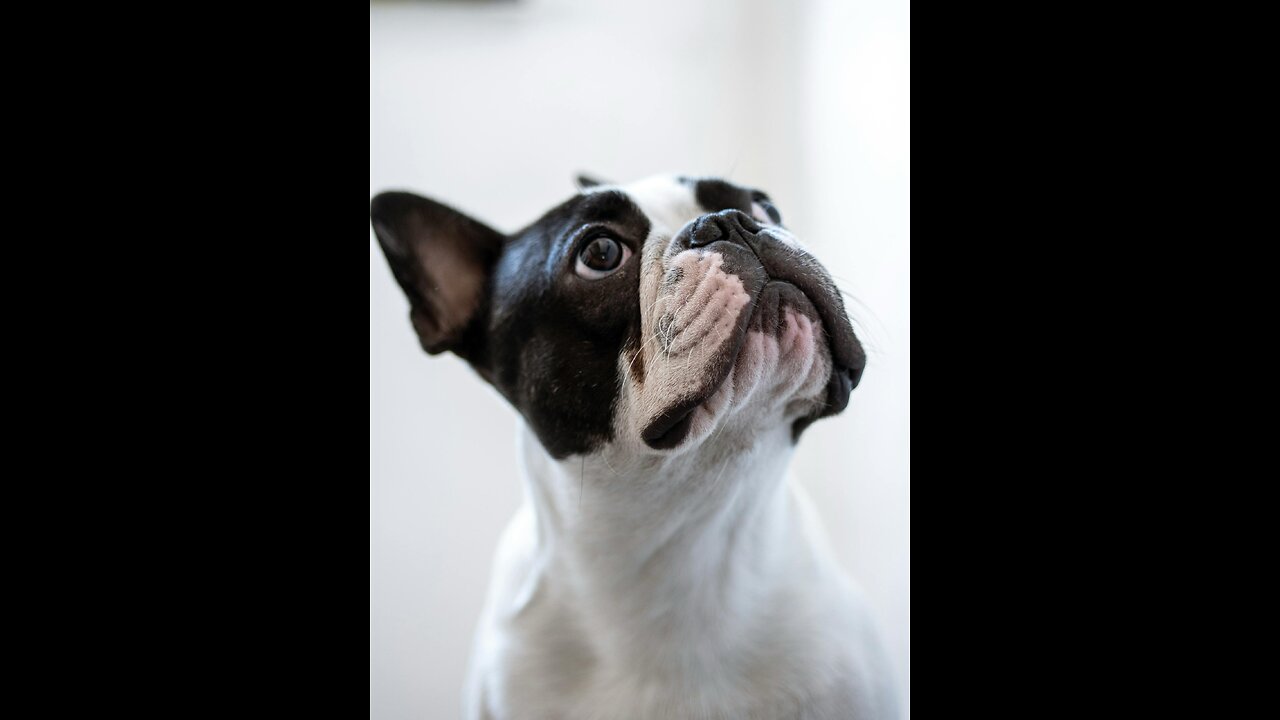 Funny 😹 dogs 🐕