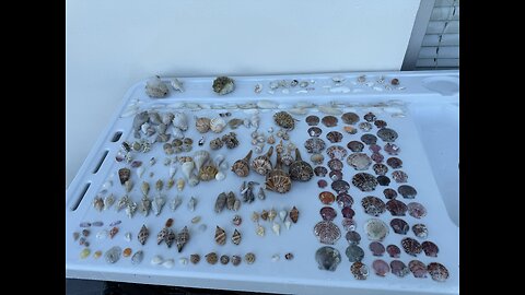 Beach Finds 9/14/2025 | 4K