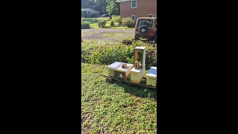 moving bees to a new yard