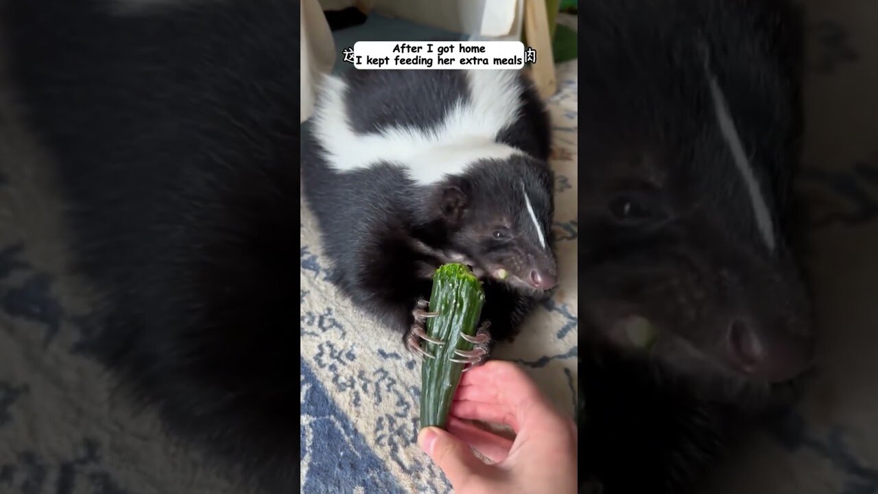 The girl picked up a skunk on the road and it turned out