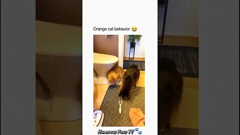 Funny animals 2024😂- Funniest Cats and Dogs Video😹🐶 #21