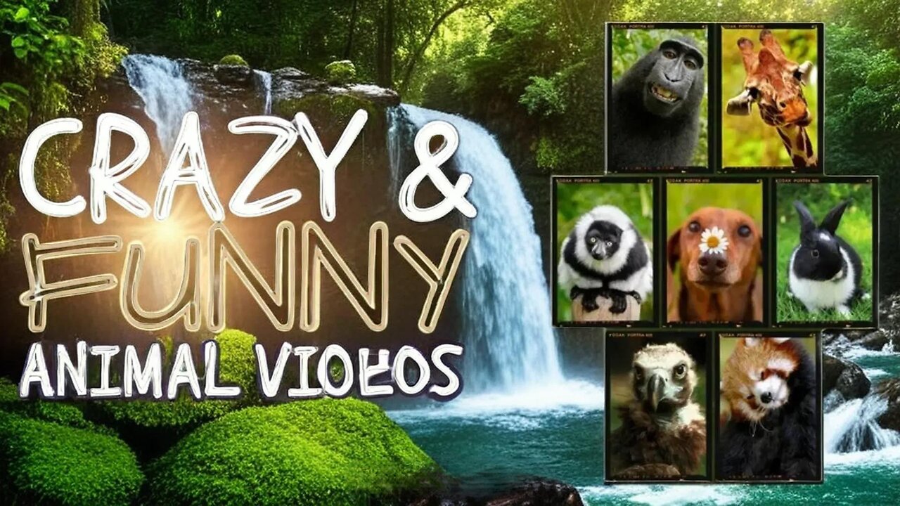 Funniest Animals Moments Ever Caught on Camera ep-04