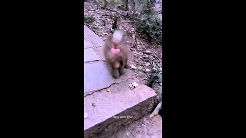 Some Fun With The Monkey (_–_) #Monkey . . . #monkeys #reel #reels #viral #animal #animals