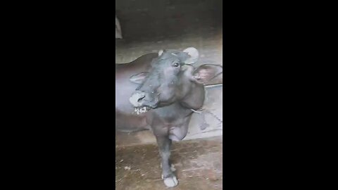 India bafelo