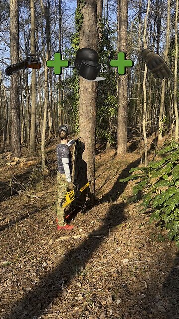 First time cutting a tree down