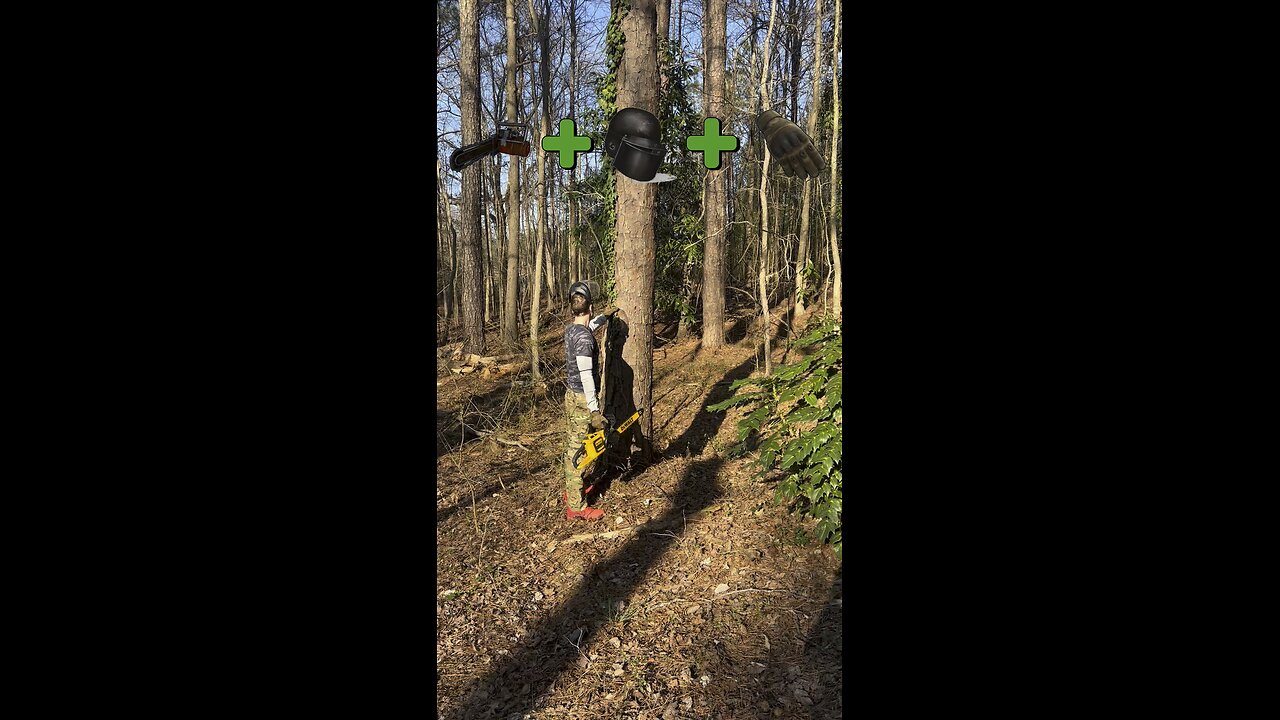 First time cutting a tree down