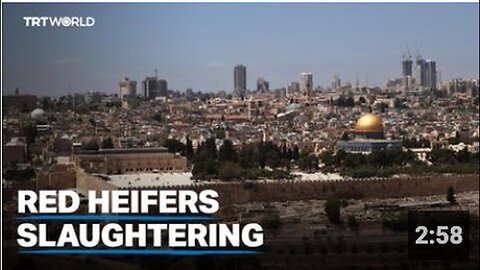 "Jews Poised to Slaughter Red Heifers at Al-Aqsa in Pursuance of Prophecy"