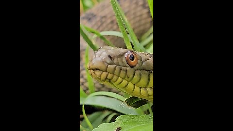 Closeup video of a Dianondback Watersnake.
