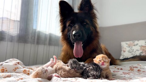 German Shepherd and 5 Newborn Tiny Kittens