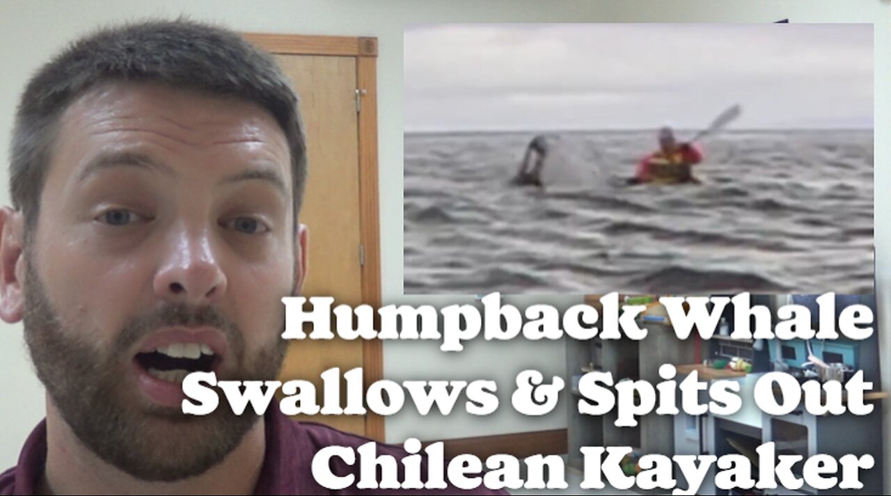 Humpback Whale Swallows & Spits Out Kayaker