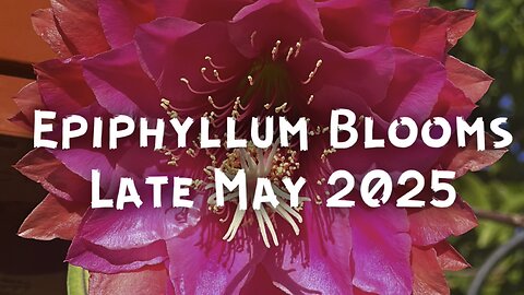 Epiphyllum Blooms 2025