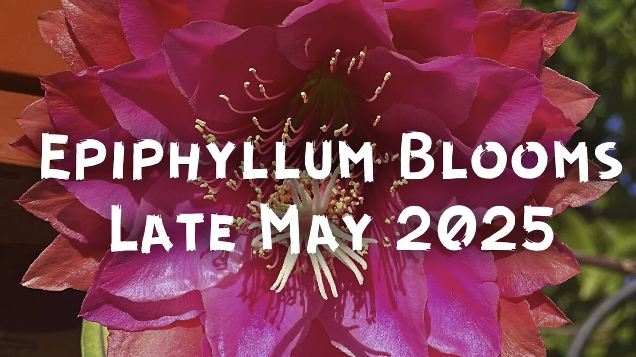 Epiphyllum Blooms 2025