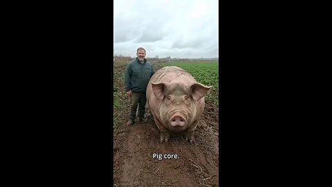 Pig core. 🐷🐷