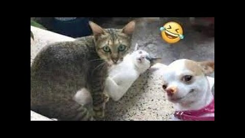 Funny Dogs And Cats Videos 2024 😅- Best Funnies Animal Video Part46