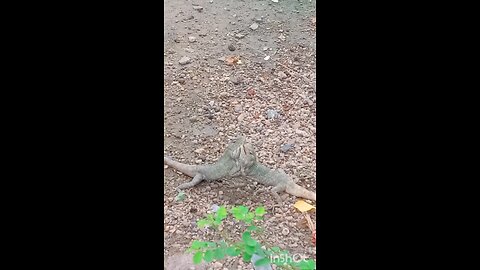 animal comedy video