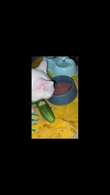 Balanced nutrition 👌😁