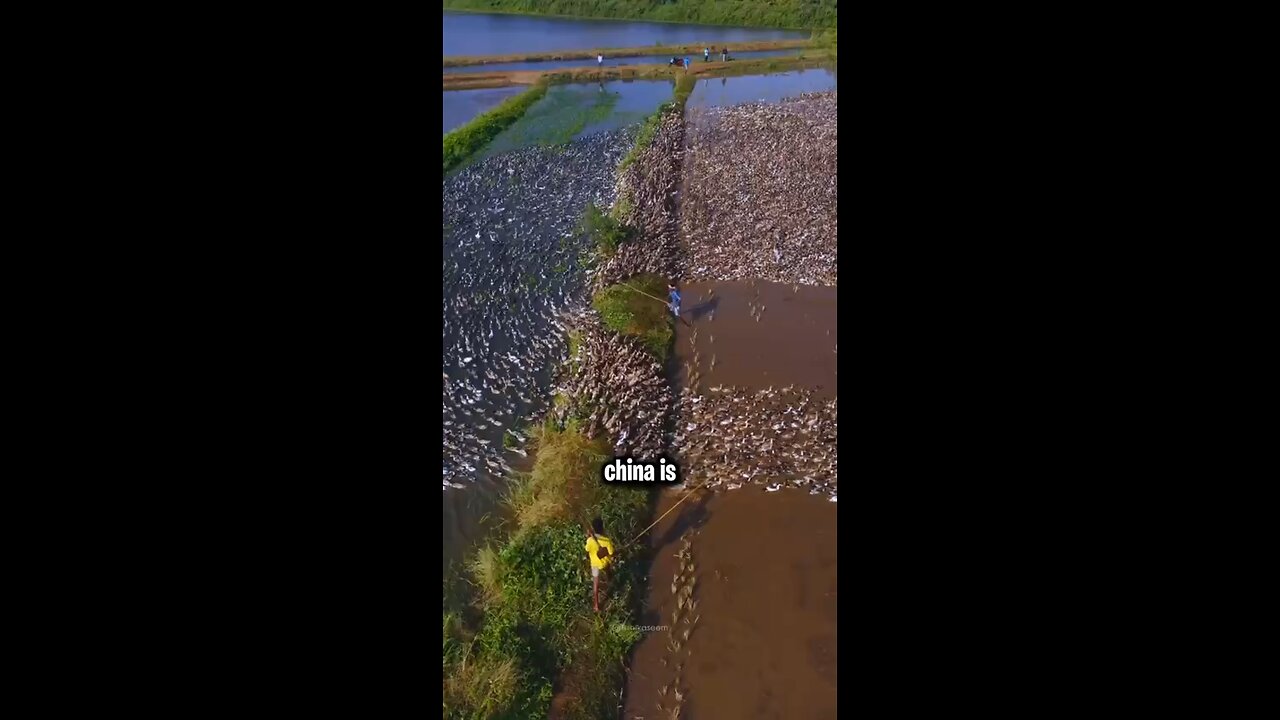 Ducks not pesticides