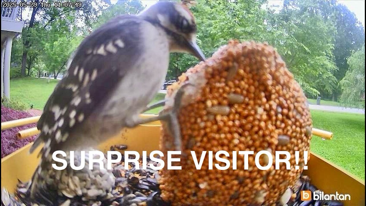 Young Male Cardinal is this Week’s Bird Feeder Cam Star Along with Several Unusual Bird Visitors