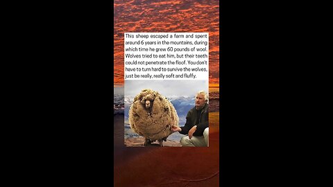Sheep Survives 6 Years In The Wild
