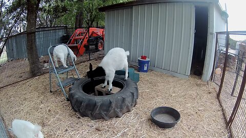 Barney and his besties #minigoatlife