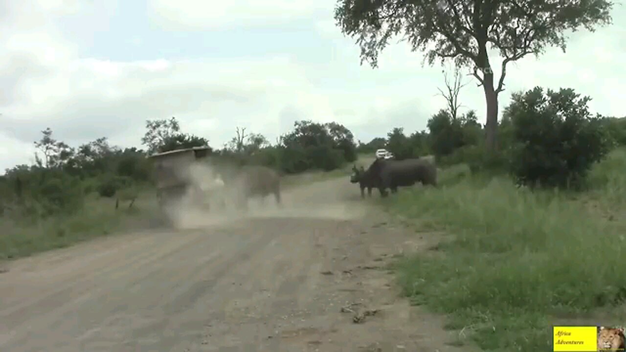 Most Powerful And Amazing Animals