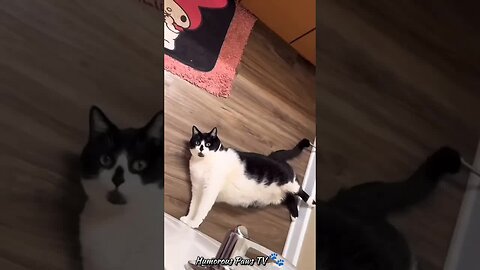 Funny animals 2024😂- Funniest Cats and Dogs Video😹🐶 #34