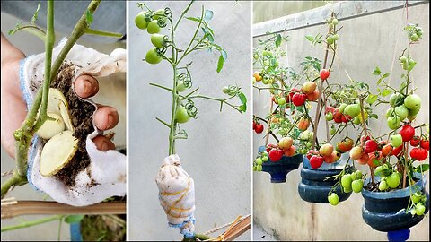 It's too much fruit, delicious and very easy to grow at home