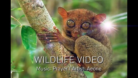 PRAYER by Aeone.