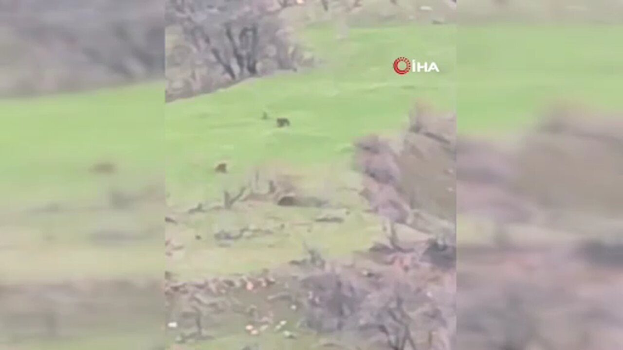 Böylesi ilk kez görüntülendi: Kış uykusundan uyanan 8 bozayı bir arada