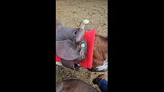 Moon Dancer saddled! ♥️🐎♥️