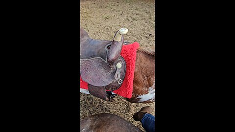 Moon Dancer saddled! ♥️🐎♥️