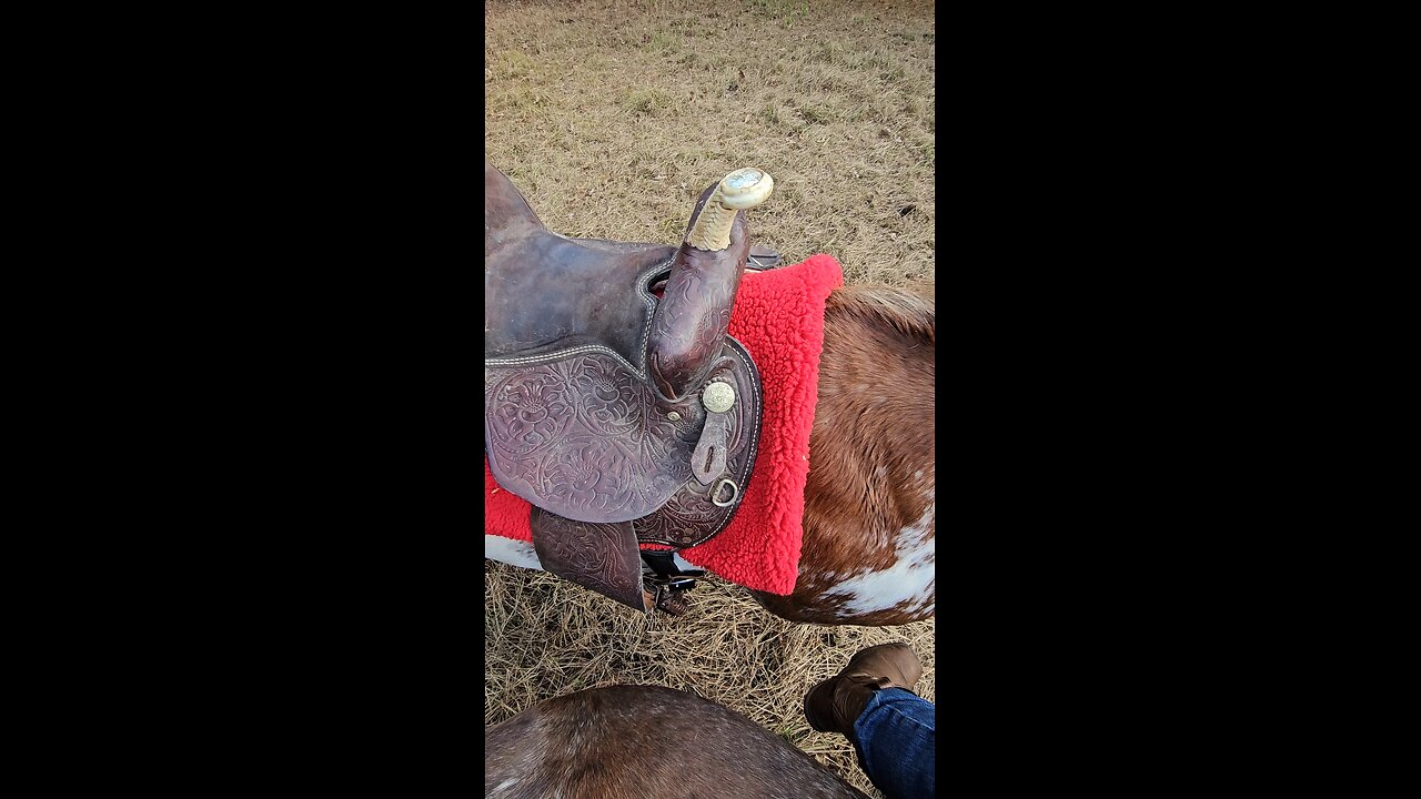 Moon Dancer saddled! ♥️🐎♥️