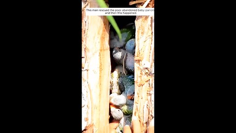 The unexpected turn after one man saved abandoned baby parrots.