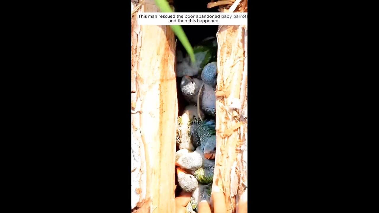 The unexpected turn after one man saved abandoned baby parrots.