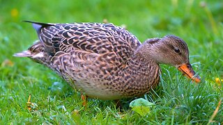 Mrs. Gadwall Duck Doing Some Quick Foraging
