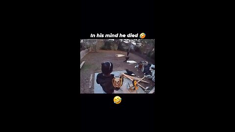 crazy dog