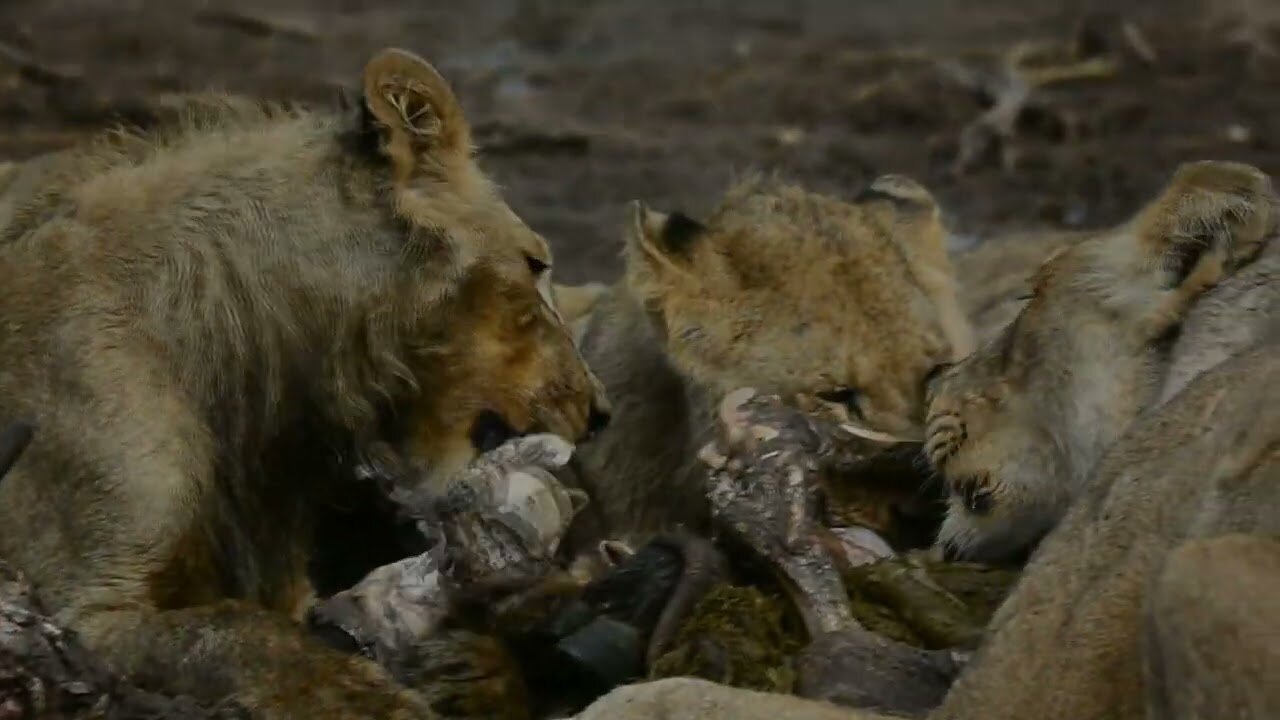 Pride of 9 enjoy a Buffalo.
