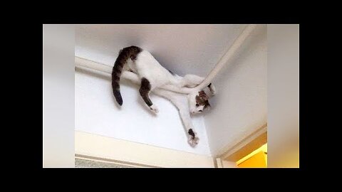 So FUNNY UNEXPECTED MOMENTS - LAUGH at FUNNY VIDEOS!