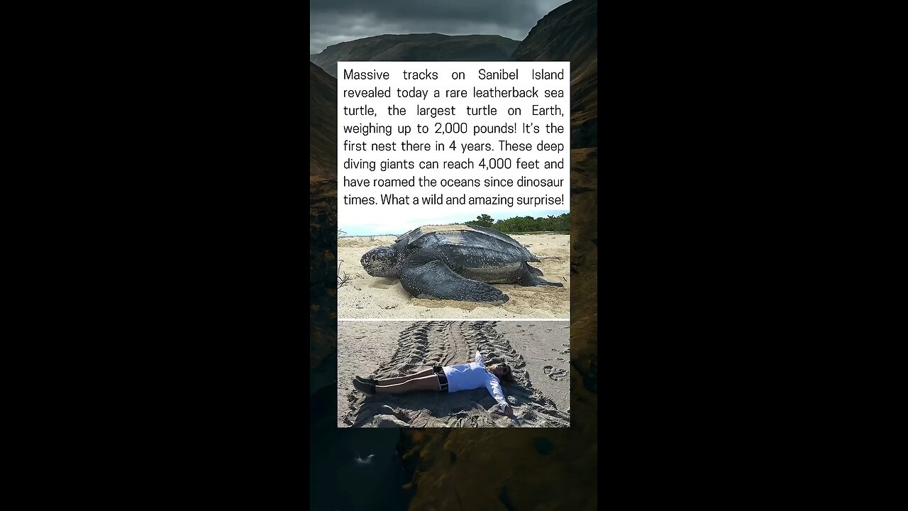 Giant Leatherback Turtle Leaves Rare Nest on Sanibel Beach