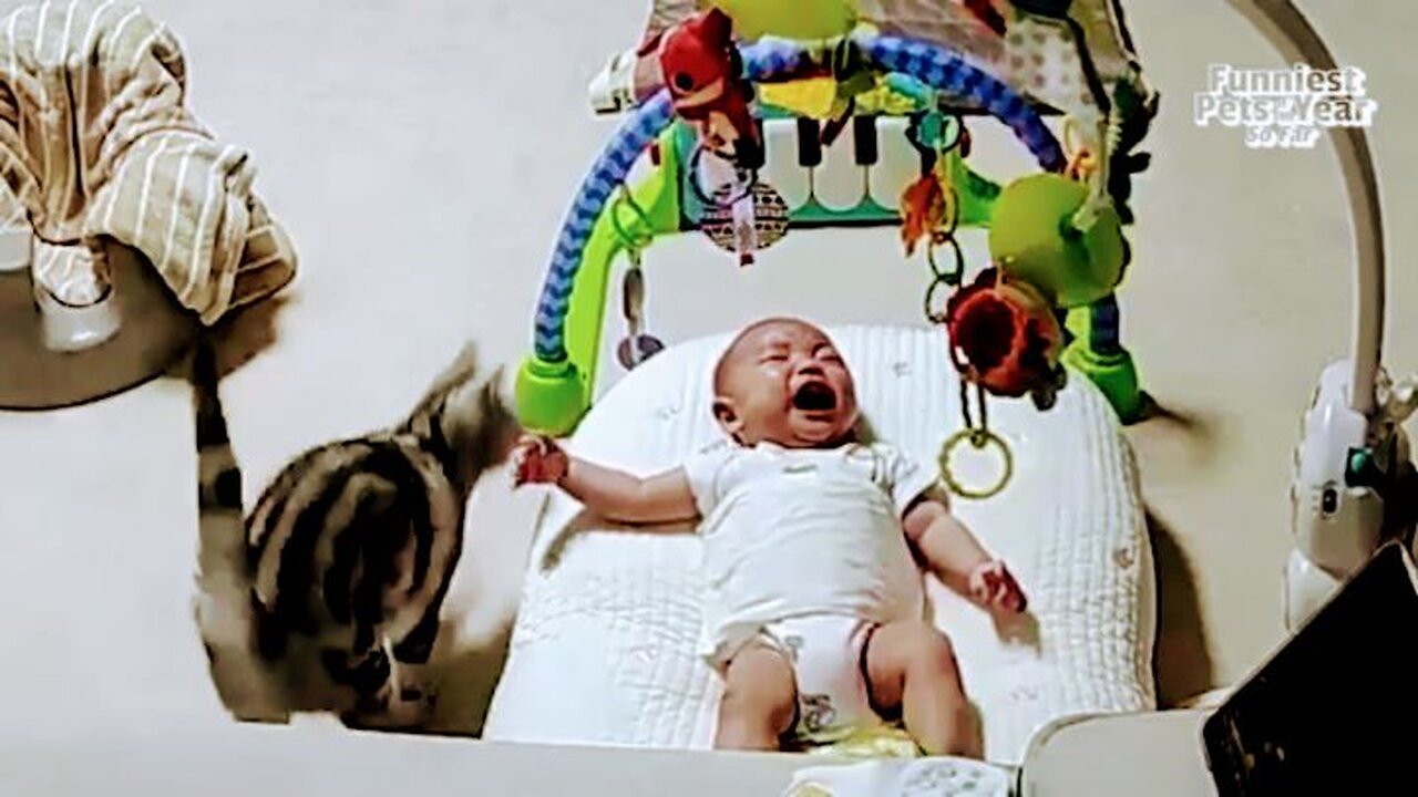 Best Animal funny video Must laugh