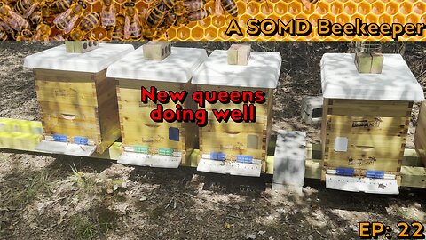 SOMD Beekeeping ep: 22 - Mid august inspections - pt2