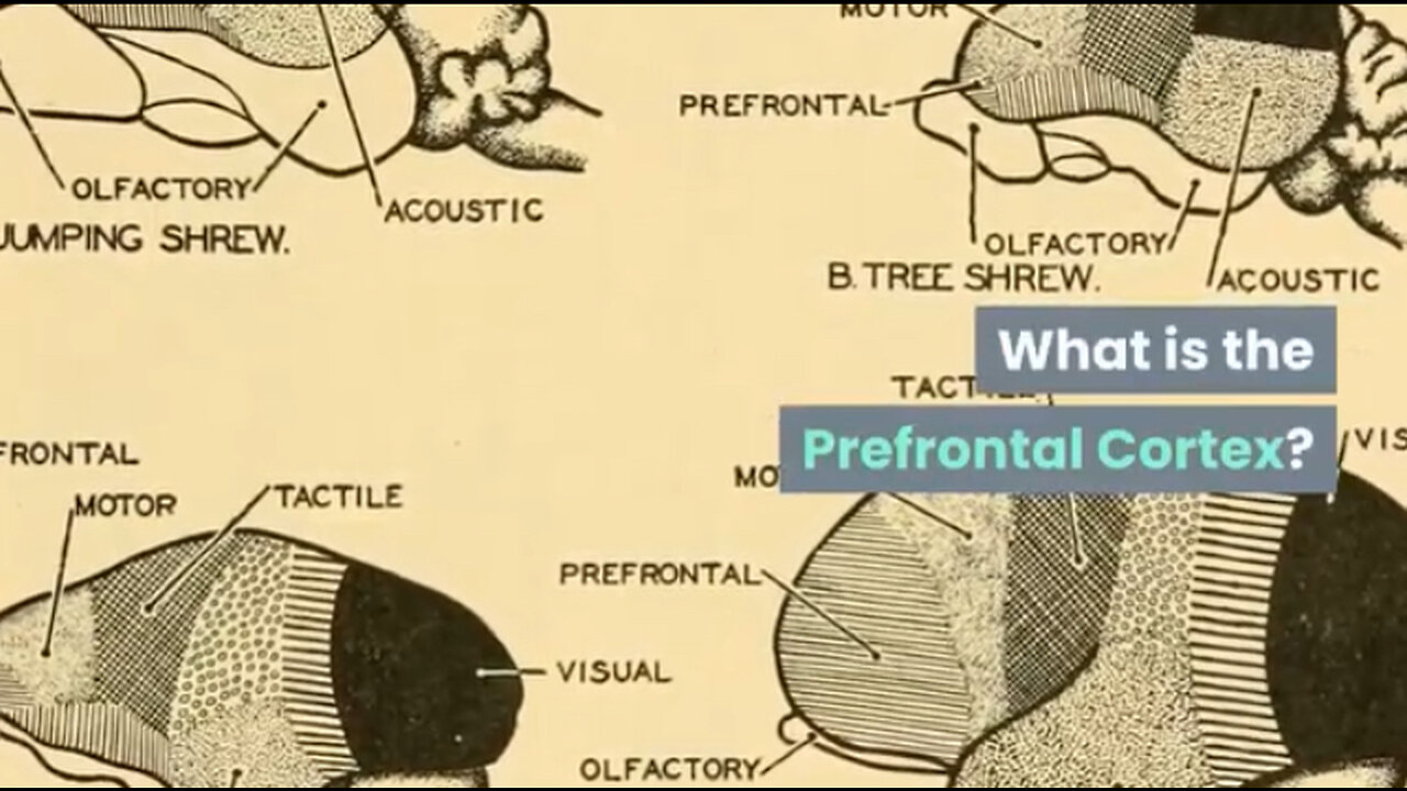 7 Ways You Can Strengthen Prefrontal Cortex