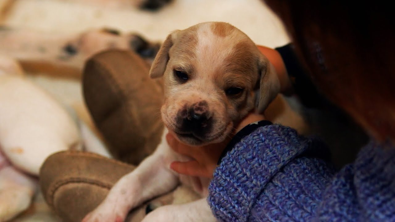 Cuddling Dogs Makes Them Feel Happy