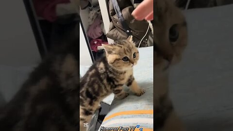 When Pets Turn Every Moment Into Comedy!