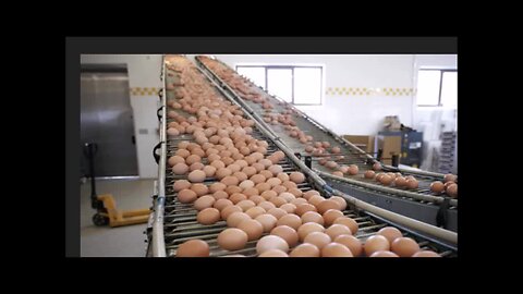 "Choose: Dispose of 30,000 Eggs Daily or Euthanize 40,000 Hens"